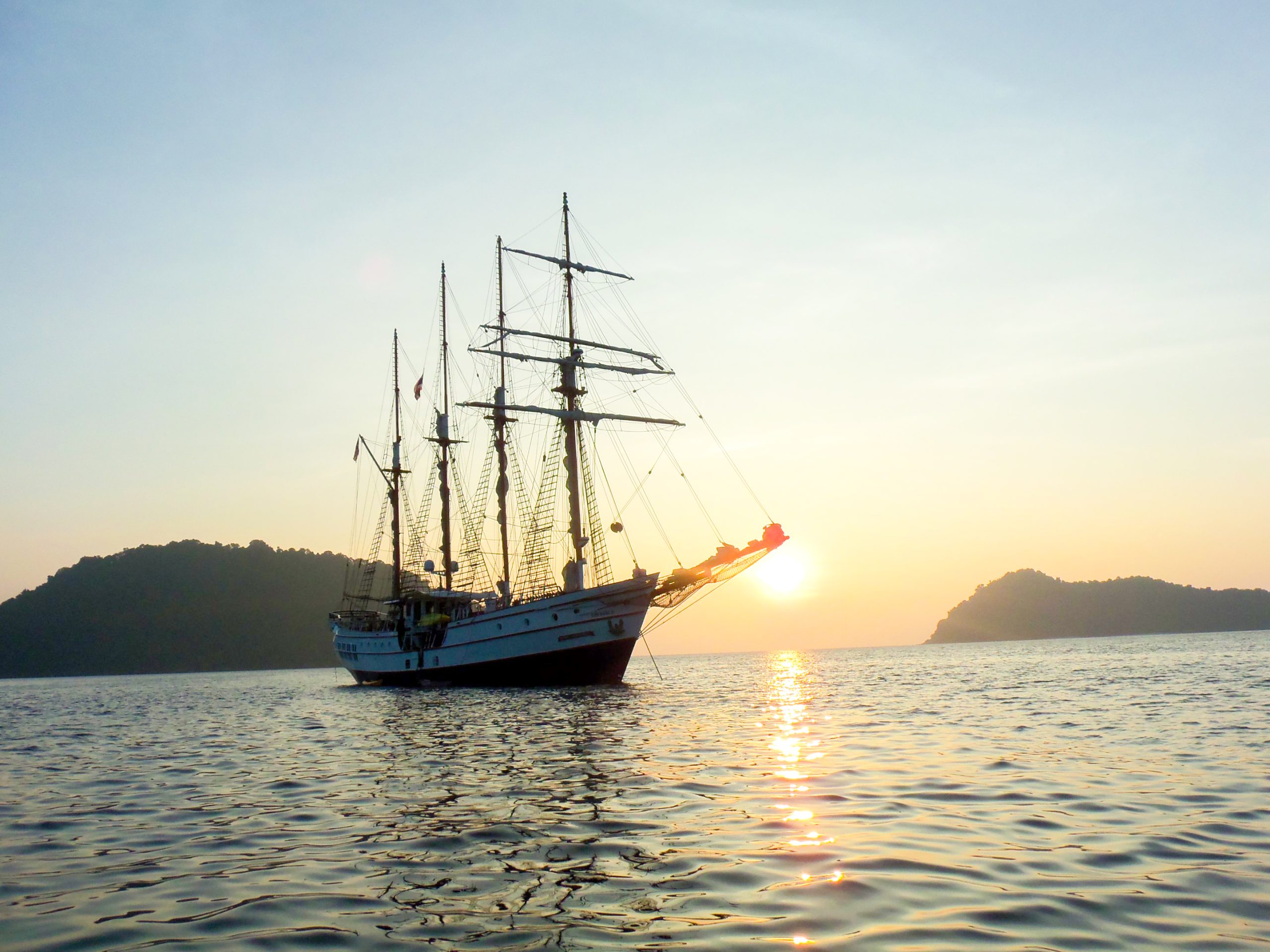 Royal Albatross at sea